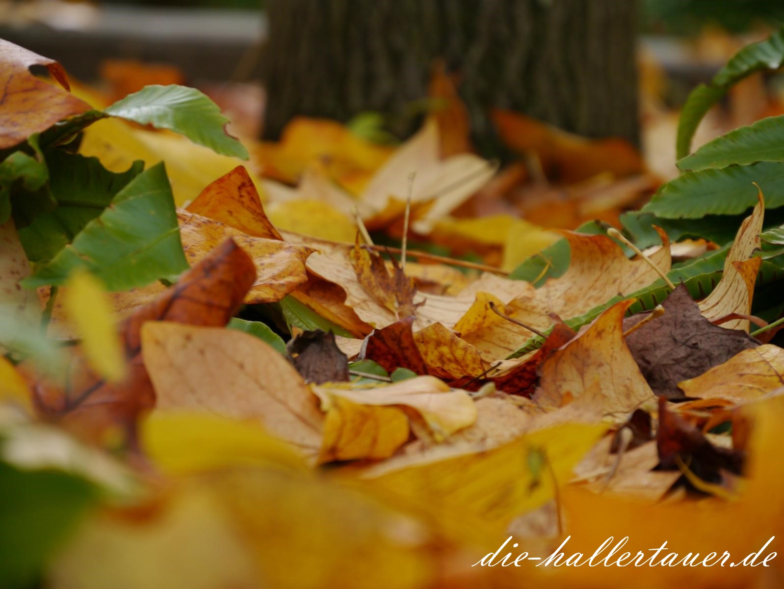 Hallertau Herbstblätter