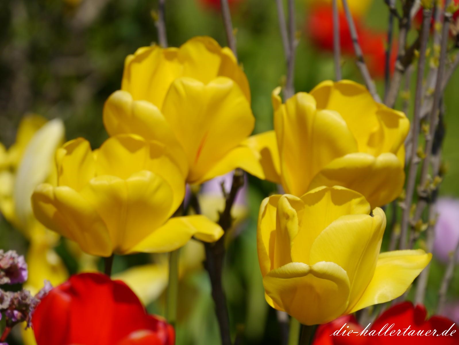 Hallertauer Tulpenpracht
