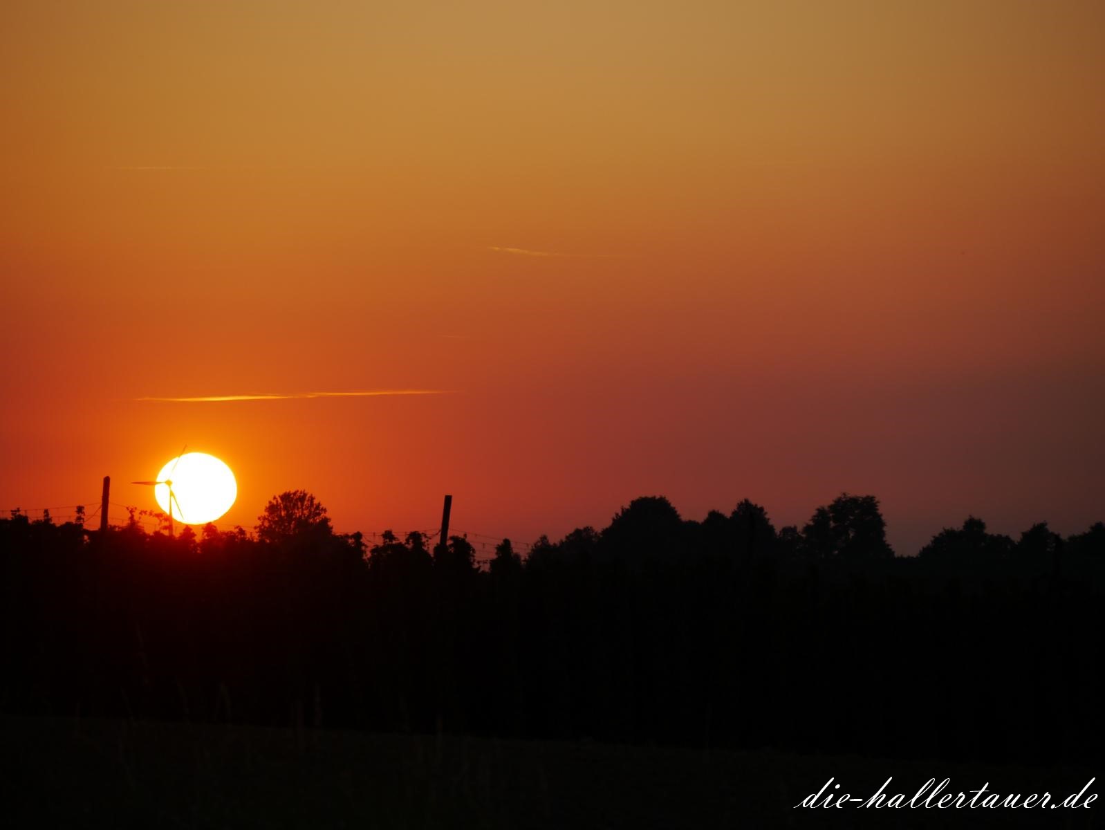 Hopfengarten Sonnenuntergang